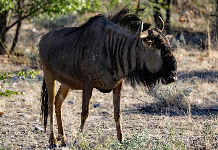 gnu