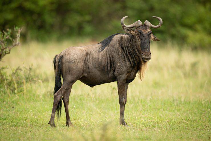 gnu