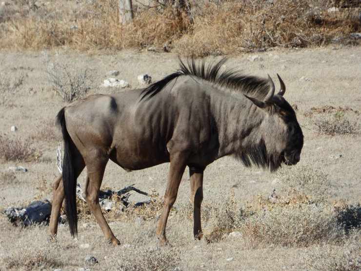 Gnu