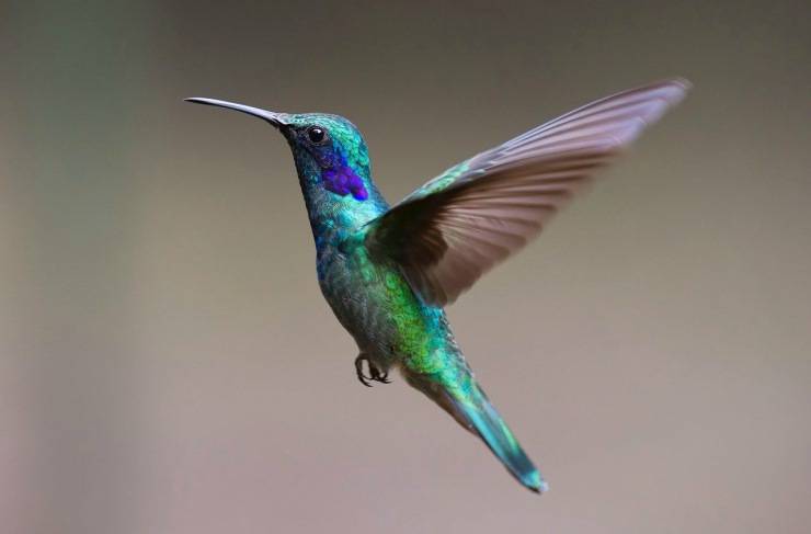 Colibrì fondamentale per la terra