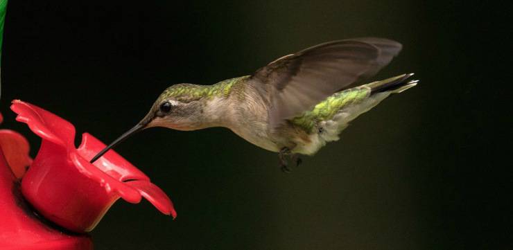 Colibrì succhia il nettare