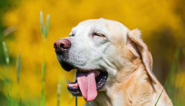 Il cane svogliato Facebook