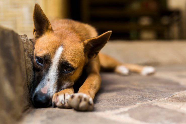 violenza animali in crescita