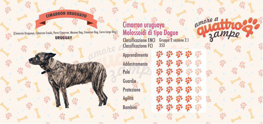 Cimarron Uruguayo scheda razza