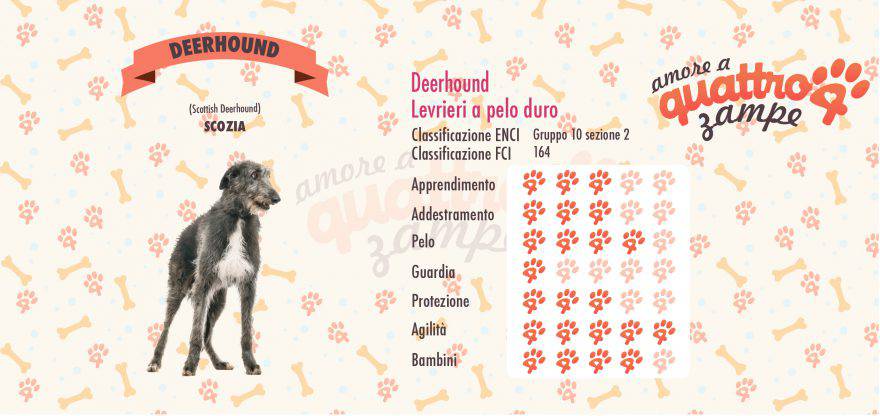 Deerhound scheda razza