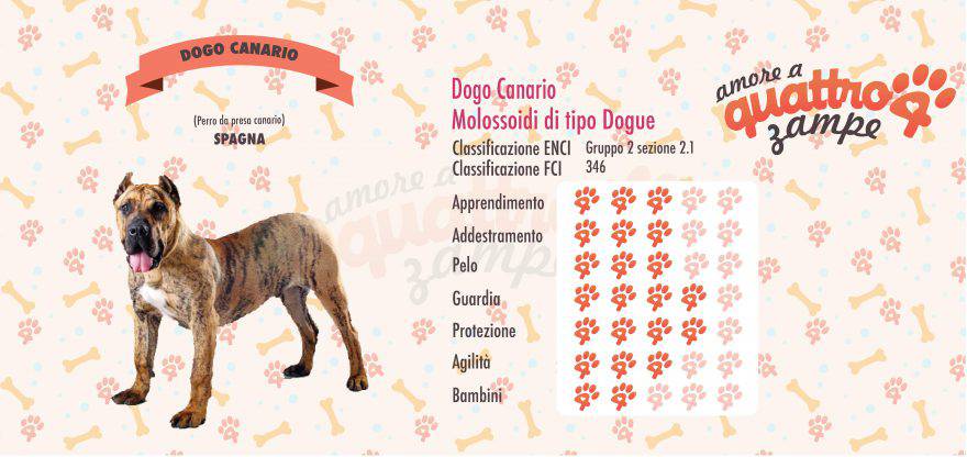 Dogo Canario scheda razza