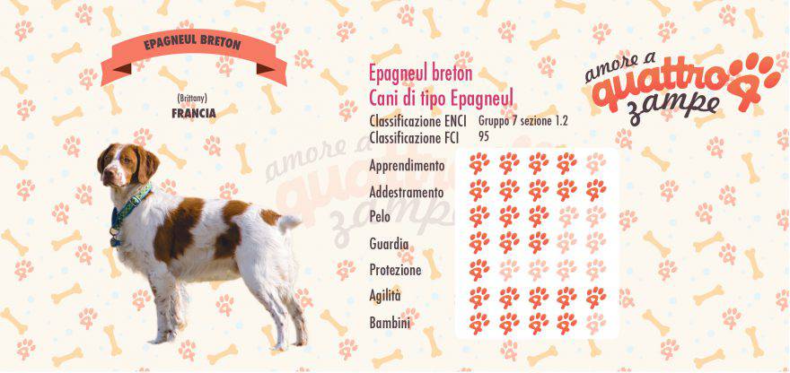 Epagneul Breton scheda razza