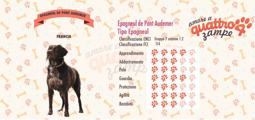 Epagneul de pont audemer scheda razza