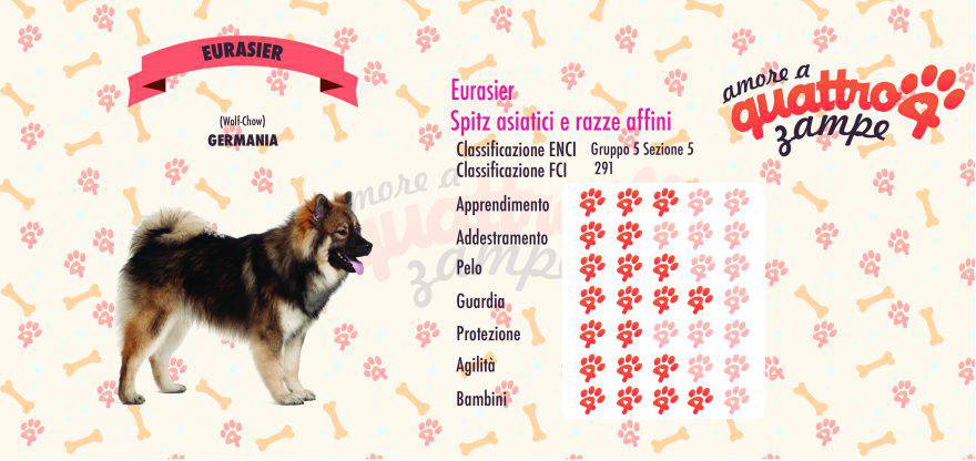 Eurasier scheda razza
