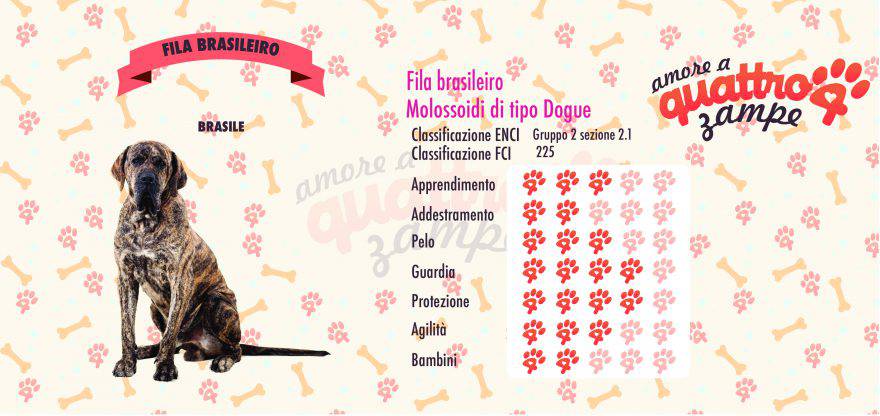 Fila Brasileiro scheda razza