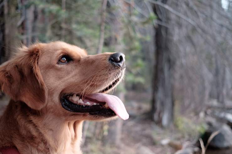 Prendere un cucciolo in affido