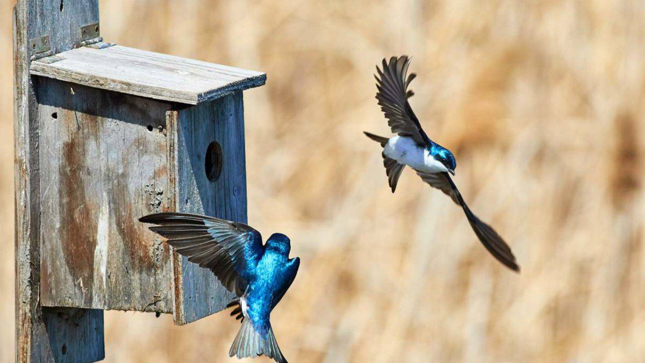Casetta Per Gli Uccelli Fai Da Te I Vantaggi Di Costruirne Una E Come Fare