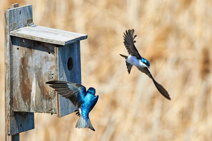 Casetta Per Gli Uccelli Fai Da Te I Vantaggi Di Costruirne Una E Come Fare