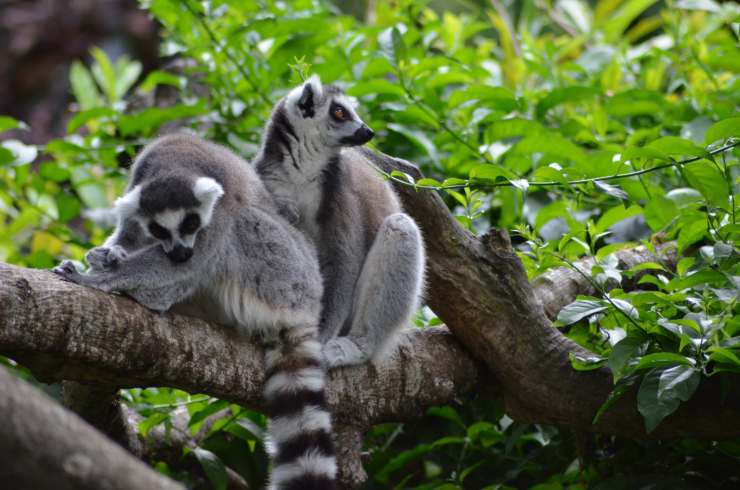 Rituali amorosi dei lemuri