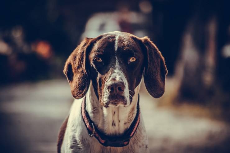 Malattie del fegato nel cane