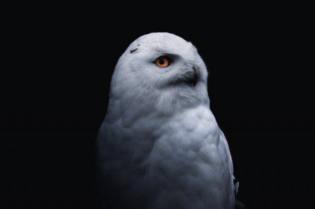 Come Si Chiama La Civetta Di Harry Potter