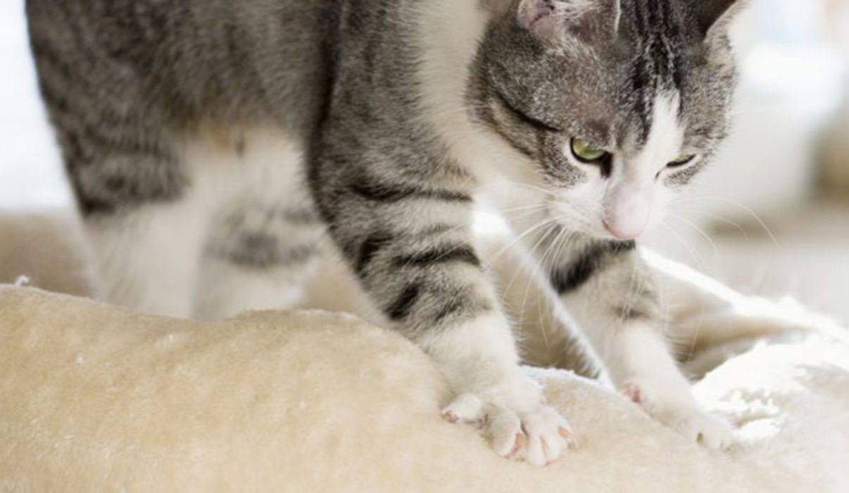 Gatto Fa Il Pane Sulla Coperta