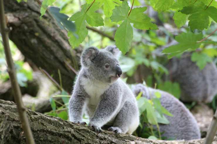 Il koala seduto sull'albero (Foto Pixabay)