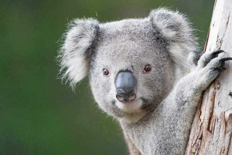 koala curiosità