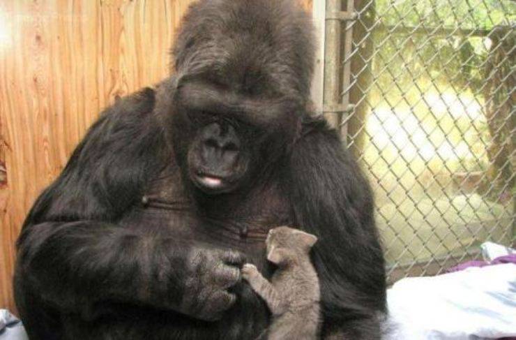 gorilla Koko e il suo gattino