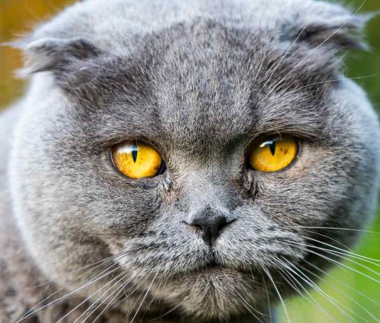 Scottish Fold