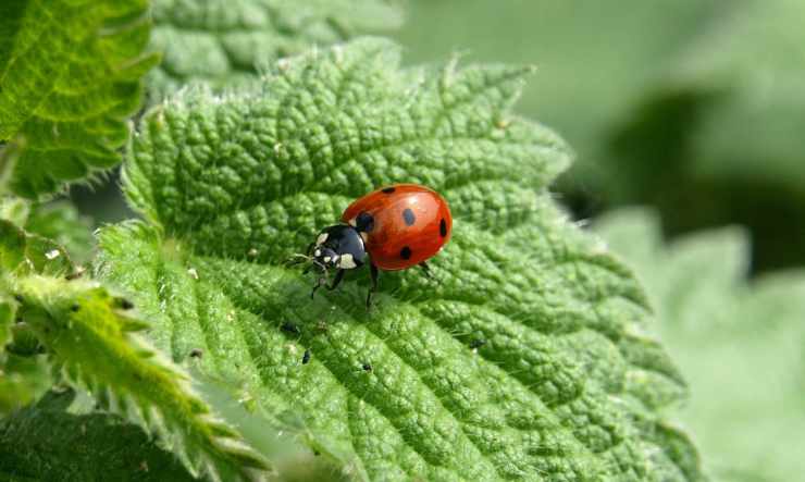 Coccinella sulla foglia (Foto Pixabay)