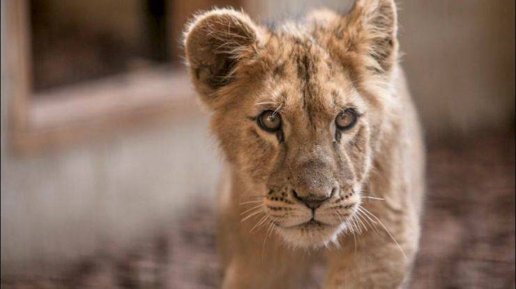 leoncino animali diversi da come li vediamo