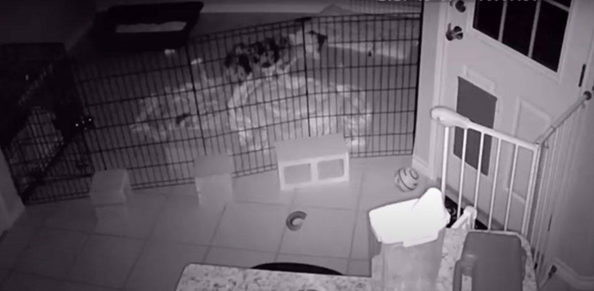 Il cane, spaventato, abbaia di notte perché trova un "mostro" nel su letto