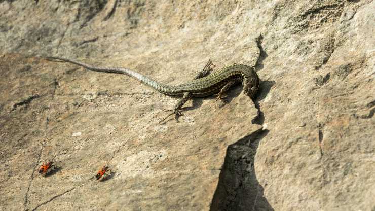 Allevare una lucertola in casa