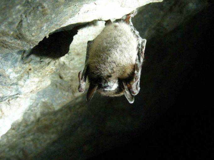 Come Far Uscire Un Pipistrello Da Casa