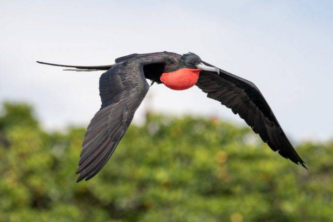 La Fregata Delle Galapagos L uccello Che Gonfia Il Petto Ma Non Per 