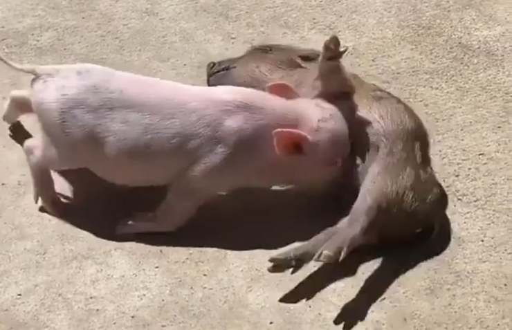 Il video dei maialini che giocano 