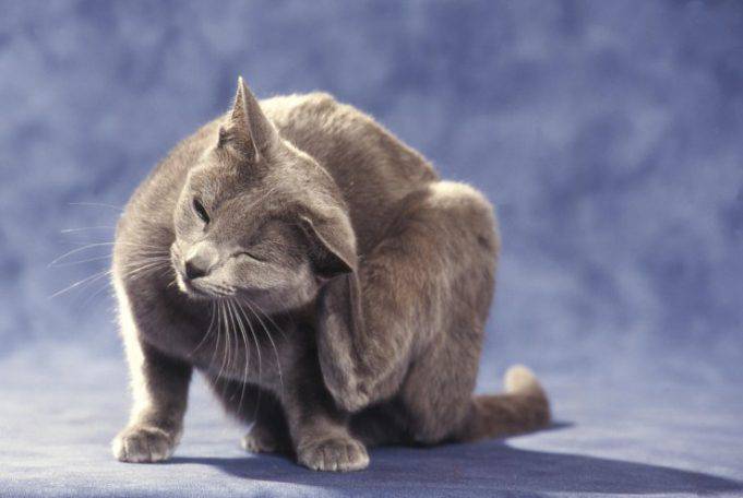 Gatto Che Ti Lecca La Faccia