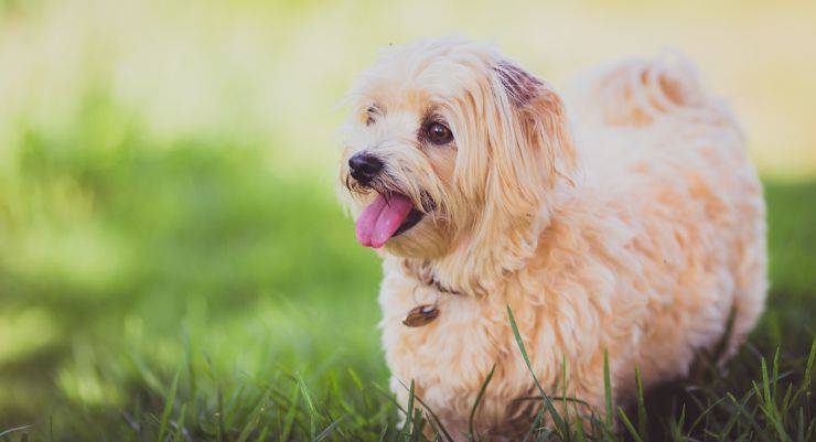 Migliori parchi per il cane