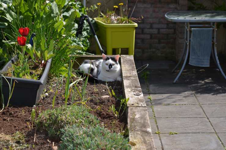 Giardino per gatti