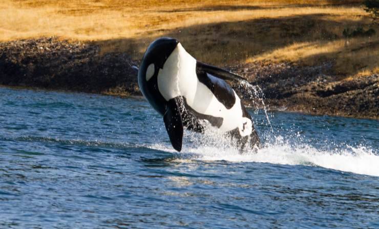 orca assassina animali marini più veloci