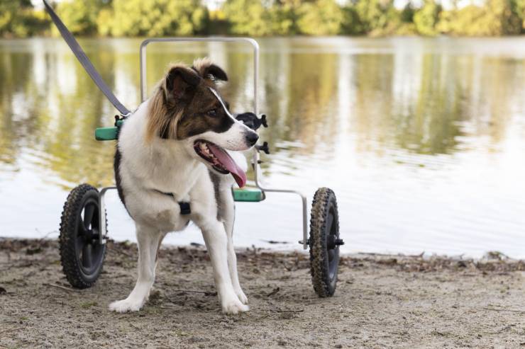 paralisi nel cane