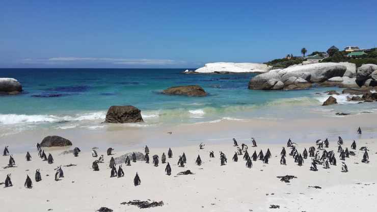 pinguino clima caldo