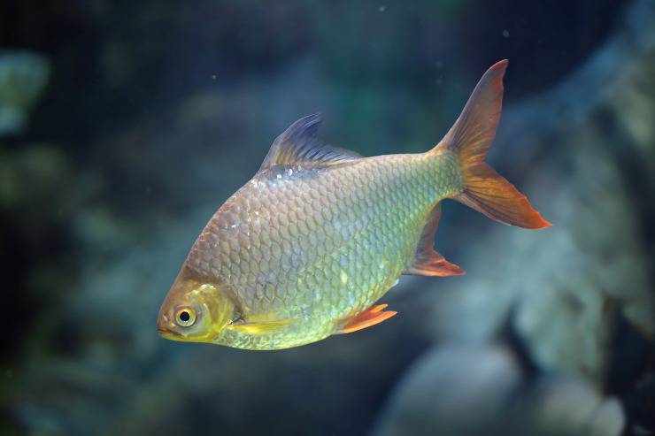 Pesce Cyprinodon