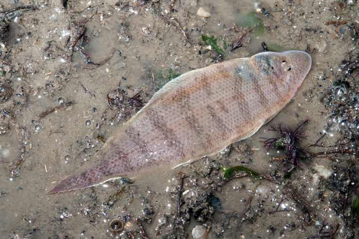 pesce lingua pesci dalle abilità più assurde