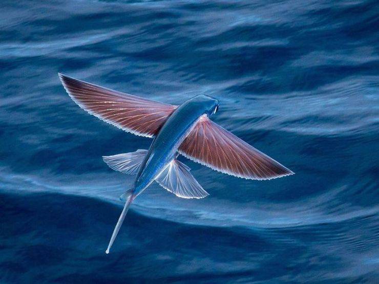 pesce volante pinterest