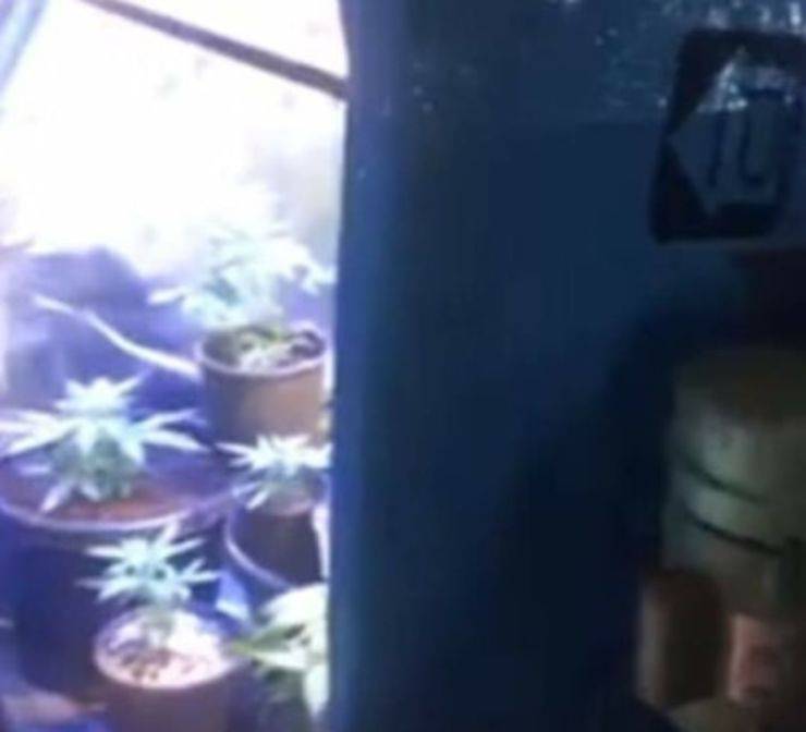 97 piante Marijuana