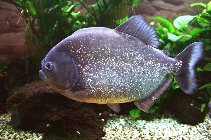 Piranha rosso