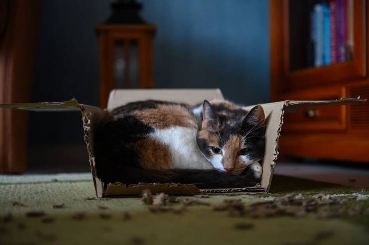 gatto scatola