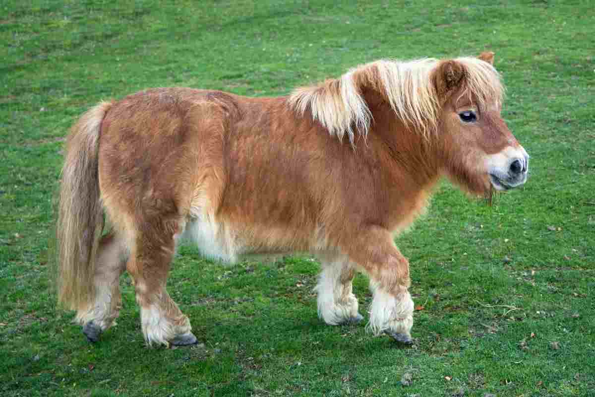 pony
