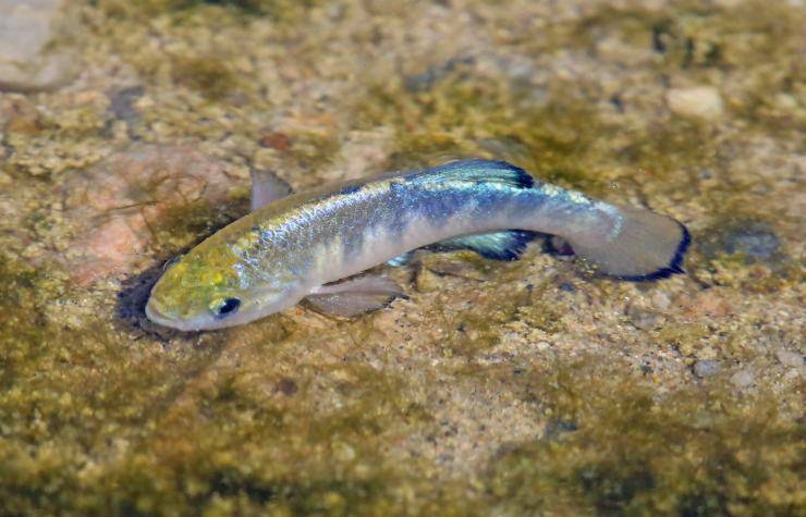 pesce pupfish death valley