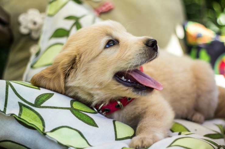 Cucciolo di Golden Retriever (Foto Pixabay)
