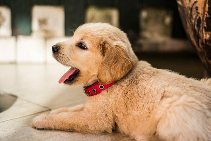 Il cucciolo di Golden Retriever (Foto Pixabay)