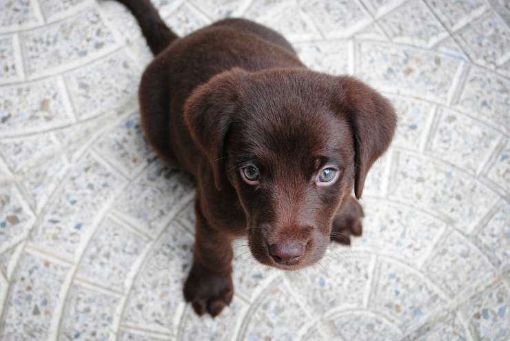 Cucciolo di labrador (Foto Pixabay)