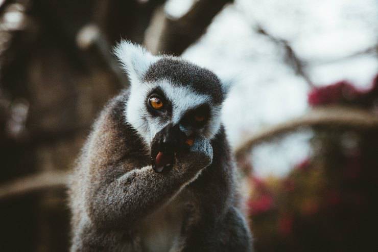 Cose più strane sui lemuri